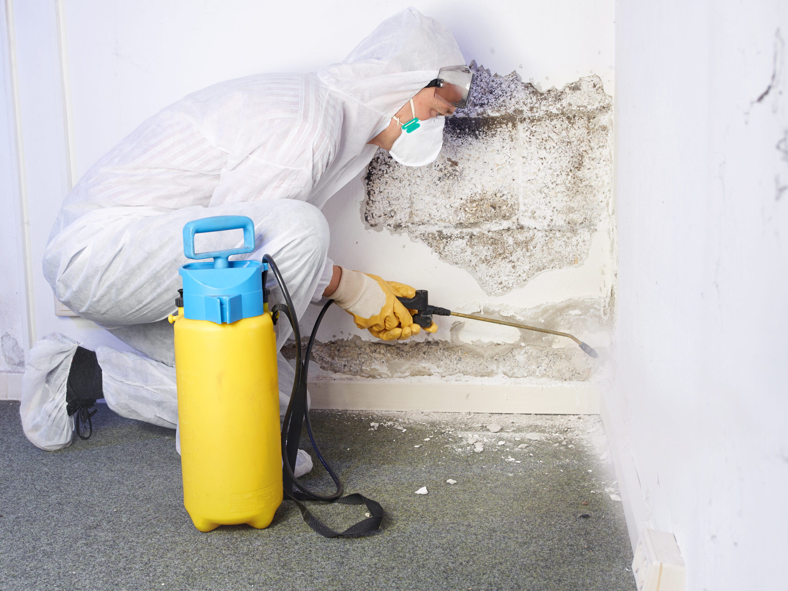 Professional mold remediation experts in protective gear